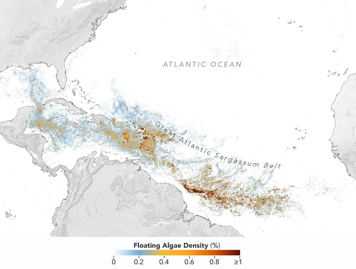 Sizing Up the Sargassum Belt