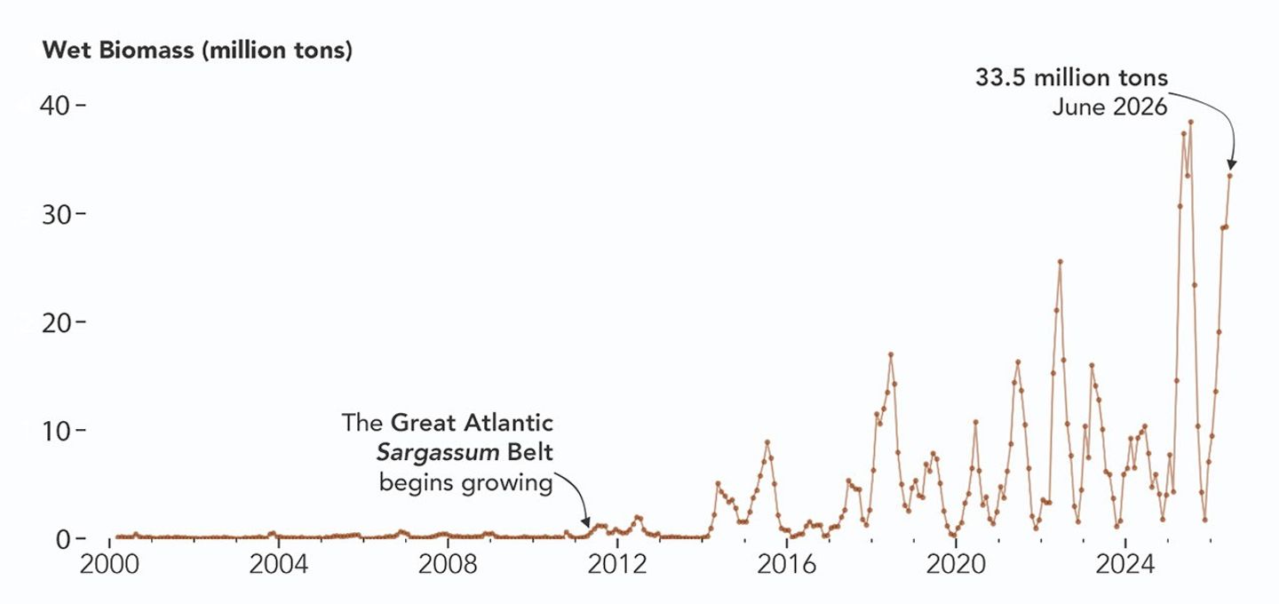 A chart of Sargassum biomass detected by MODIS since the early 2000s, showing amounts increasing beginning in 2011, with progressively higher spikes through summer 2025 and 2026.