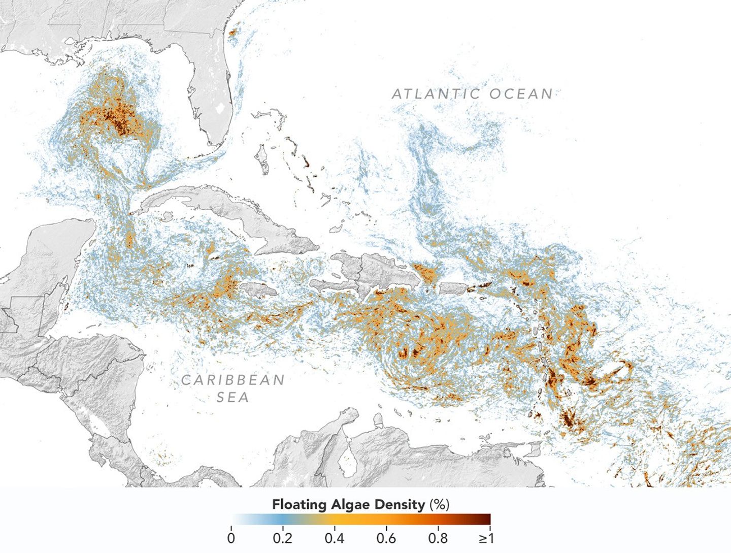 A detailed map of the Atlantic Ocean centered on the Caribbean Sea shows Sargassum density from low (blue) to high (red) in June 2026.