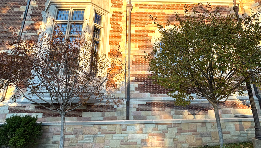 Two trees at night and during the day. The one on the left has few leaves on it's branches, while the one on the right has lots of healthy, green leaves.