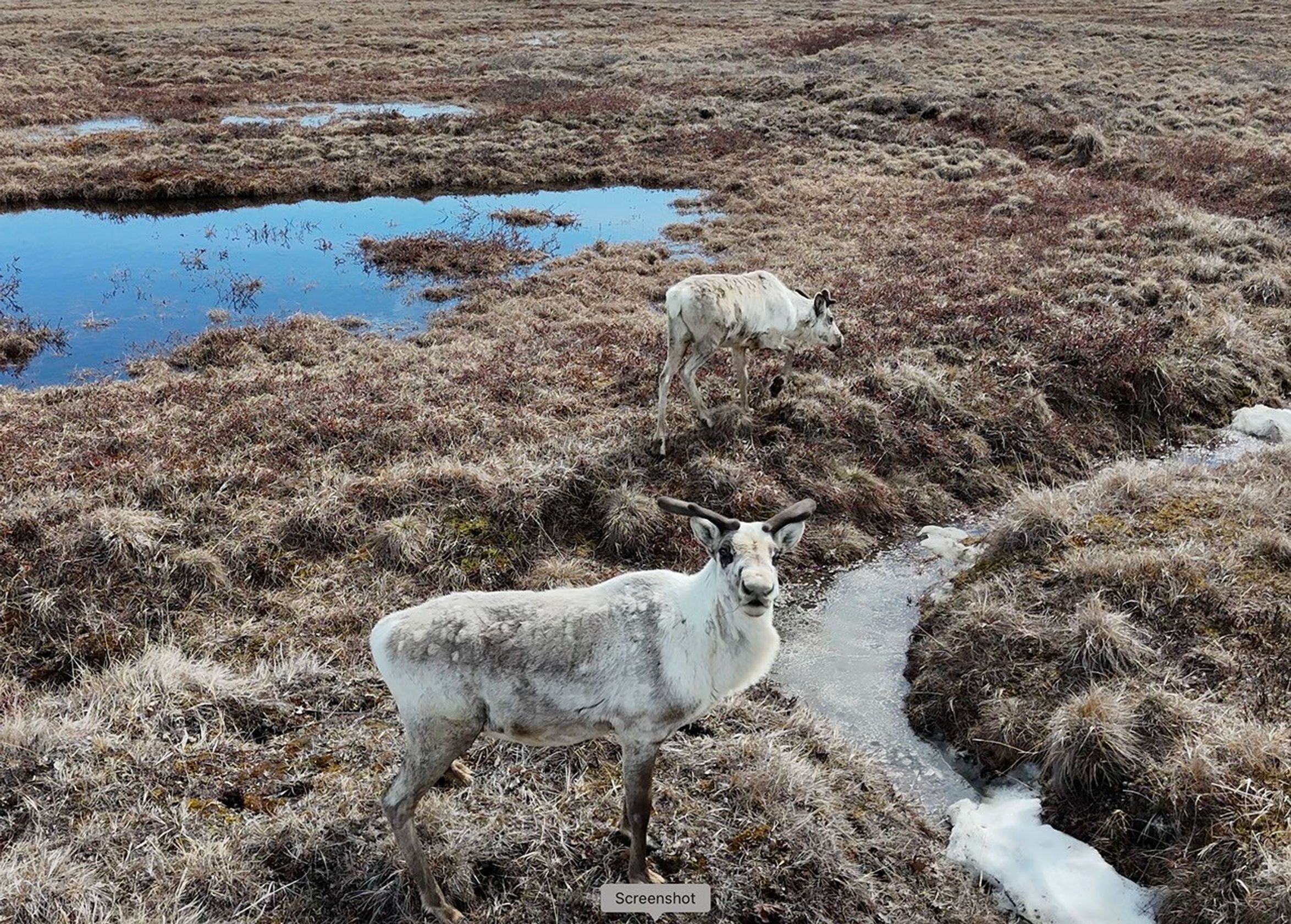 Two caribou stand on grassy ground with a river nearby and a pond in the distance.