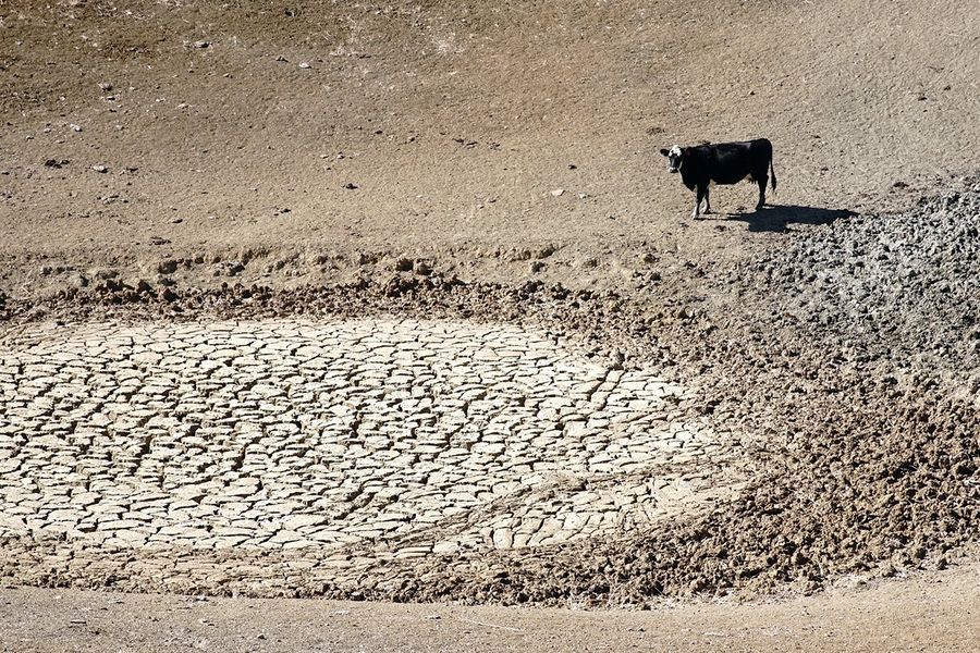 A cow stands next to a dried pond.