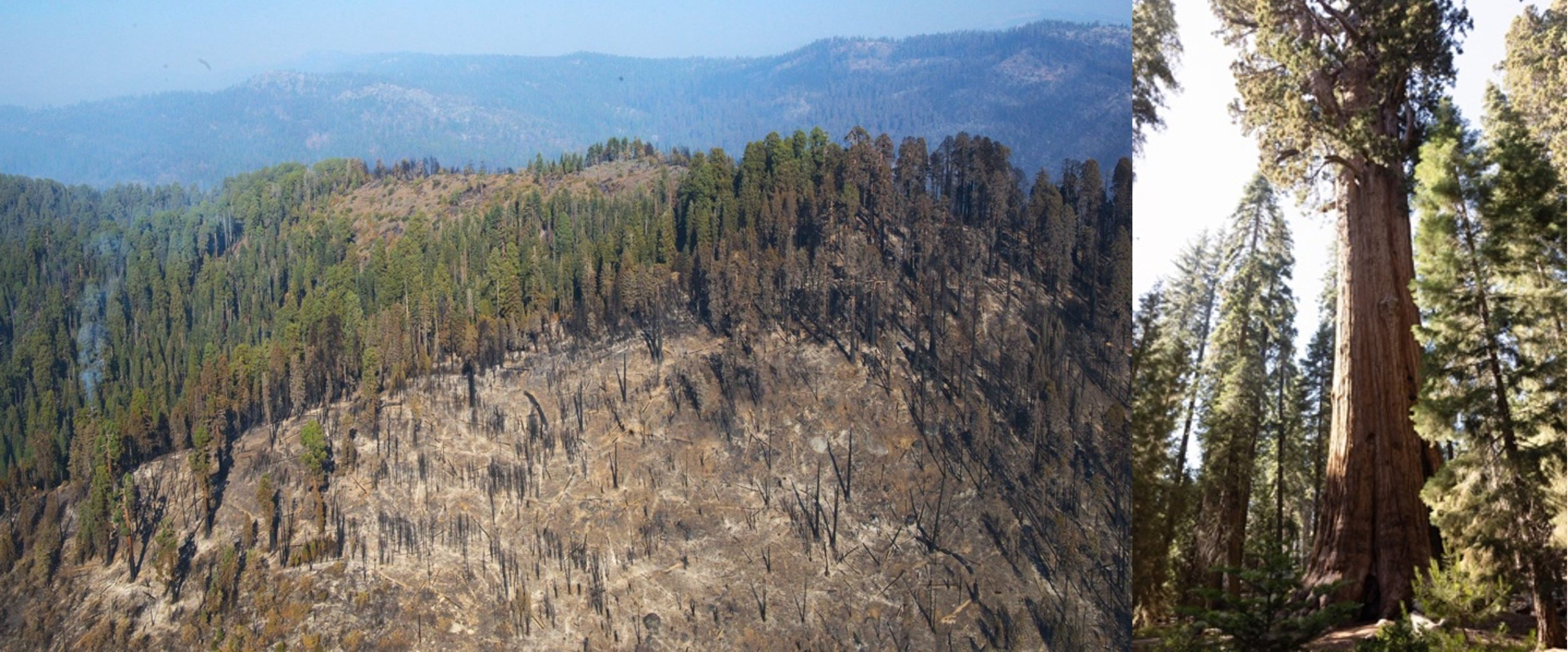 NASA-Funded Study Shows How Controlled Burns Help Sequoias Survive Wildfires