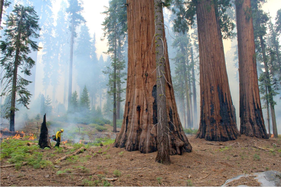 A person in yellow forest fire protective gear walks near a giancsequoia tree with fire's burning in the forest nearby..