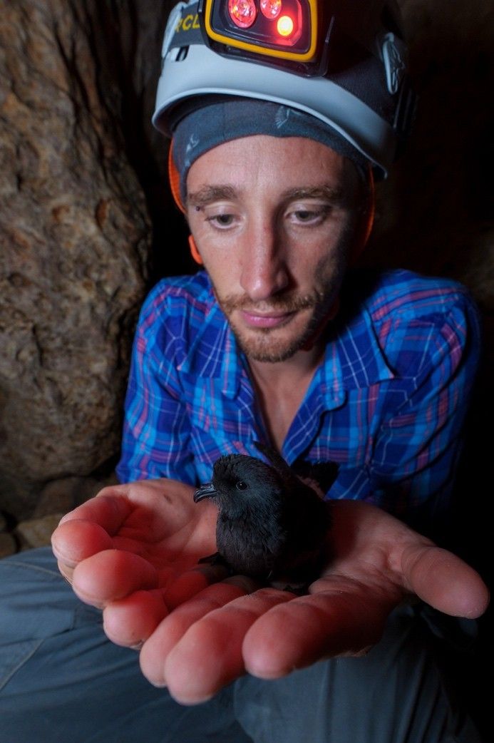 NASA-Funded Research Follows Bird Flight; Birds Follow Their Noses