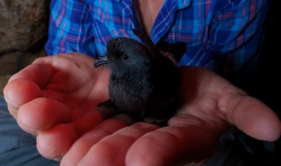 A mall black bird rests on a person's palm.