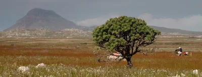 A small tree in the foreground with green and orange fields and a mountain in the background.