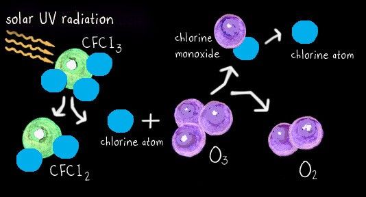 This molecular drawing first shows CFCs breaking down  in the presence of solar and uv radiation, producing chlorine atoms.  Next it shows that chlorine atoms break ozone molecules into oxygen molecules -- plus more chlorine that then goes on to break down more ozone.