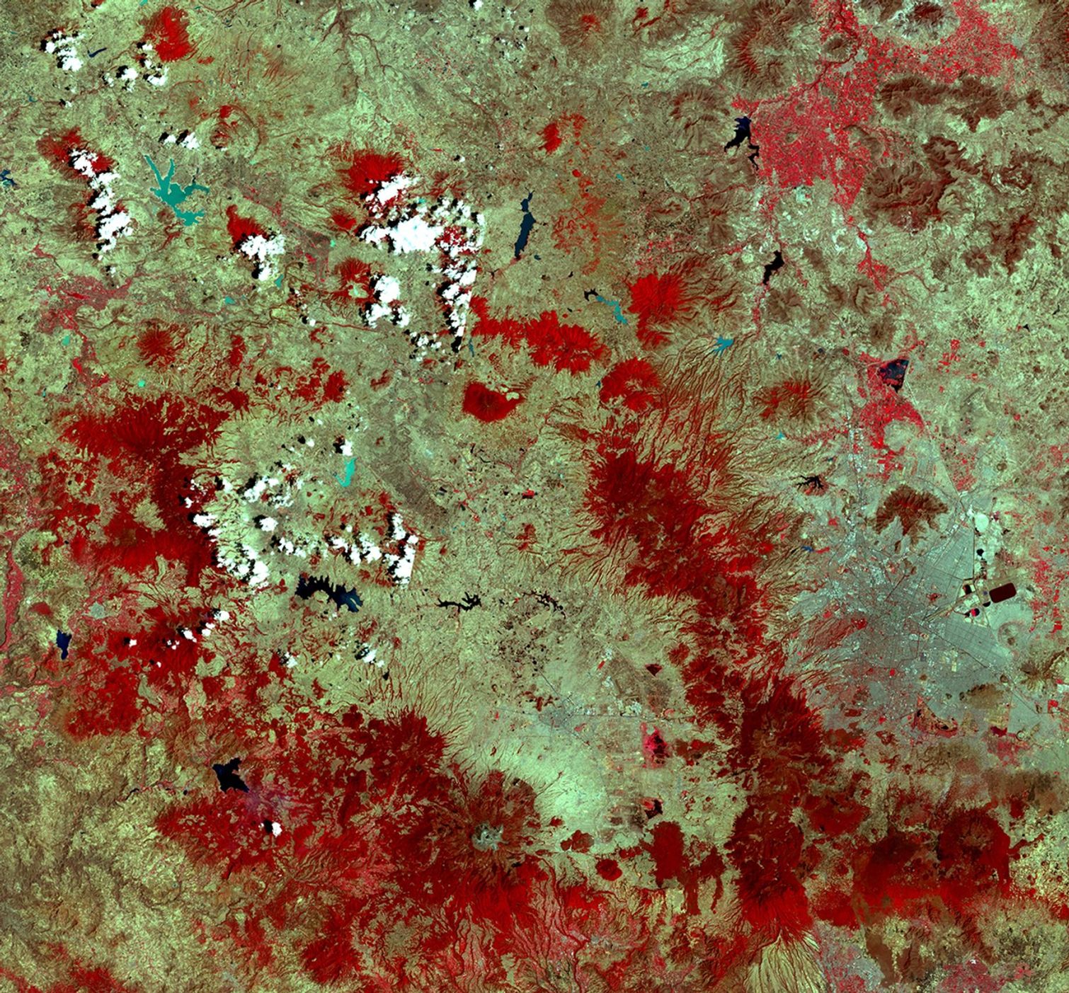 These images show a mountainous region of central Mexico near the town of Angangueo. Mexico City lies in the eastern part of each picture. Red areas show fir trees found on only about 40 to 50 thousand acres in Mexico. Monarch butterflies need thick forests of these trees for protection from the elements and predators after the long migration from the eastern U.S. and southern Canada. But many people who live along this area depend on the land for subsistence through farming, grazing and woodcutting, and the forest is being thinned despite the Mexican government having declared a number of reserves here for the Monarchs.   1973 image taken by the Multispectral Scanner onboard Landsat 1. 2000 image taken by the Enhanced Thematic Mapper Plus sensor onboard Landsat 7. Source: Earthshots: Satellite Images of Environmental Change, U.S. Geological Survey.