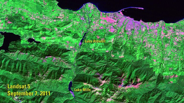 The 2011 image shows the Elwha River, in northwestern Washington state, when it still hosted two dams that were built in the early 1900s: the Glines Canyon Dam, which created the Lake Mills reservoir, and the Elwha Dam, which created the Lake Aldwell reservoir. The dams blocked salmon migration and greatly reduced the amount of sediment flowing to the river’s delta. Following an act of Congress to restore the river’s ecosystem, both dams were removed—the largest such project in U.S. history. The 2018 image shows the river free of the dams, with sediment covering the beds of the former lakes. The 2011 image was taken by Landsat 5. The 2018 image was taken by Landsat 8. Sources: U.S. Geological Survey’s National Land Imaging Image Collections and the National Park Service.