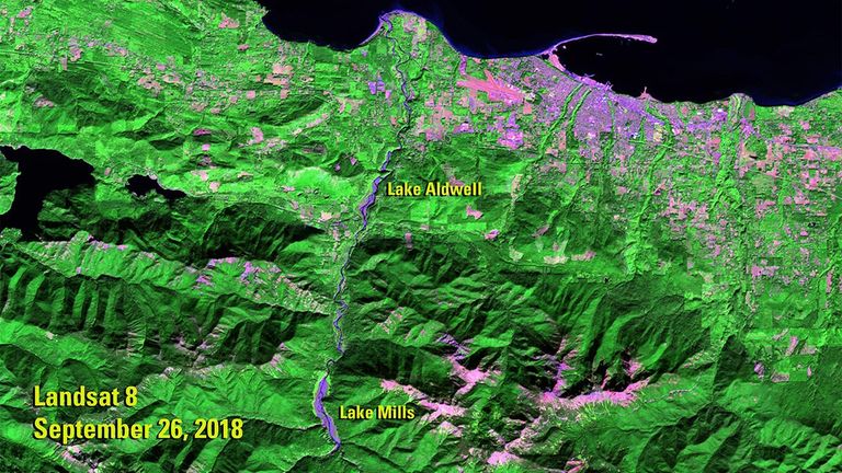 The 2011 image shows the Elwha River, in northwestern Washington state, when it still hosted two dams that were built in the early 1900s: the Glines Canyon Dam, which created the Lake Mills reservoir, and the Elwha Dam, which created the Lake Aldwell reservoir. The dams blocked salmon migration and greatly reduced the amount of sediment flowing to the river’s delta. Following an act of Congress to restore the river’s ecosystem, both dams were removed—the largest such project in U.S. history. The 2018 image shows the river free of the dams, with sediment covering the beds of the former lakes. The 2011 image was taken by Landsat 5. The 2018 image was taken by Landsat 8. Sources: U.S. Geological Survey’s National Land Imaging Image Collections and the National Park Service.