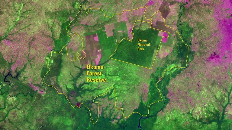 Closed-canopy tropical moist forest once covered large parts of Nigeria’s Okomu Forest Reserve. In December 1984, the Landsat 5 satellite observed that parts of the reserve had been converted to oil palm and rubber tree plantations, as seen in shades of magenta. In 1985, a 44-square-mile (about 114 square kilometers) wildlife sanctuary was carved out of the most intact area of the reserve for forest elephants and threatened primates. By 1999, the sanctuary was designated the Okomu National Park as a way to protect the area from further development. While the top half of the right image shows additional plantation expansion, the national park remains largely protected within the reserve. Left image taken by the Landsat 5 satellite. Right image taken by Landsat 8. Source: “Landscapes of West Africa: A Window on a Changing World”; U.S. Geological Survey (USGS) Landsat Missions Gallery: “West Africa Atlas Details Efforts to Manage, Preserve Okomu Forest”; U.S. Department of the Interior / USGS and NASA.