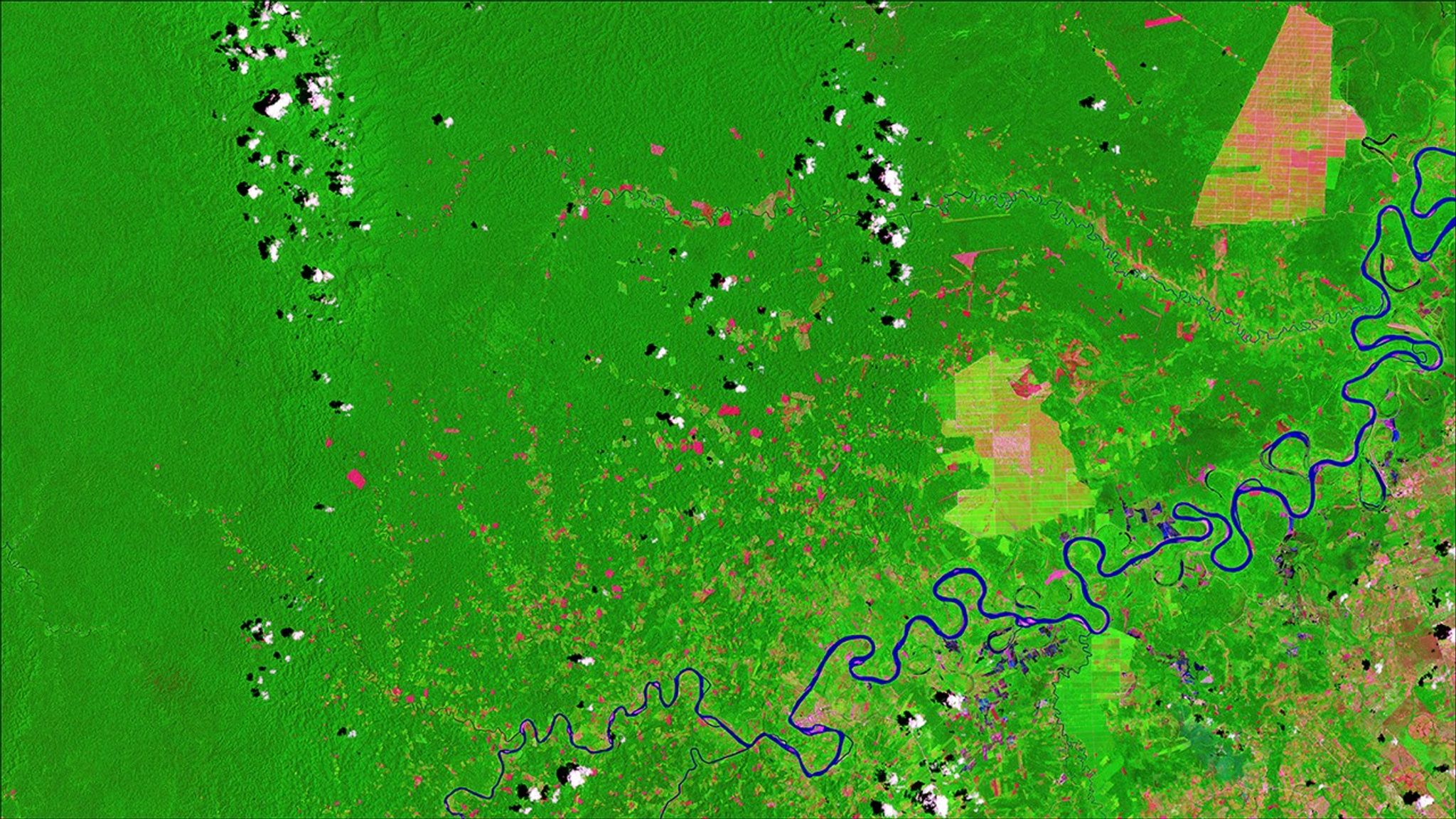 Large areas within the Amazon rainforest have undergone large-scale deforestation over the past few decades. However, in locations like the Peruvian Amazon, most of the deforestation is caused in recent years by small-scale agriculture, according to the Monitoring of the Andean Amazon Project. These images show land about 25 miles (about 40 kilometers) northwest of Pucallpa along the Aguaytia River. Lush green dominates the 1986 image (left), while deforested land is light green or pink in the 2016 image. Two large-scale oil palm plantations dominate the 2016 image. Images taken by Landsat. Source: U.S. Geological Survey (USGS) Landsat Missions Gallery: “Monitoring Deforestation in the Amazon”; U.S. Department of the Interior / USGS and NASA.