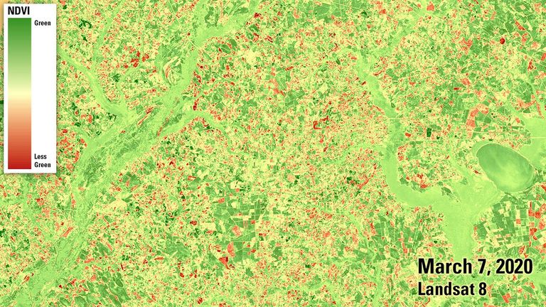 In much of the U.S., spring began unusually early in 2020. These images compare an area near the border of North and South Carolina in early March of 2018 and 2020. In the latter year, the area saw its earliest eruption on record of leaves and flowers. The two images wouldn't look very different in natural color. But in these false-color images, made from both visible and infrared light, springtime vegetation is highlighted with darker and more widespread shades of green.   Images taken by the Landsat 8 satellite. Source: U.S. Geological Survey’s National Land Imaging Image Collections