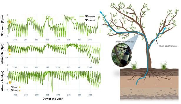 graphs in the left with a cartoon tree diagram on the right