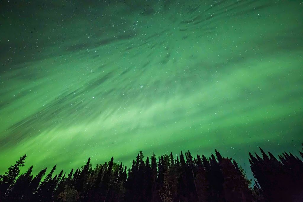 The image shows the northern lights, or aurora borealis, displaying vibrant green ribbons across a starry night sky. A silhouette of tall evergreen trees is visible at the bottom, framing the celestial spectacle.