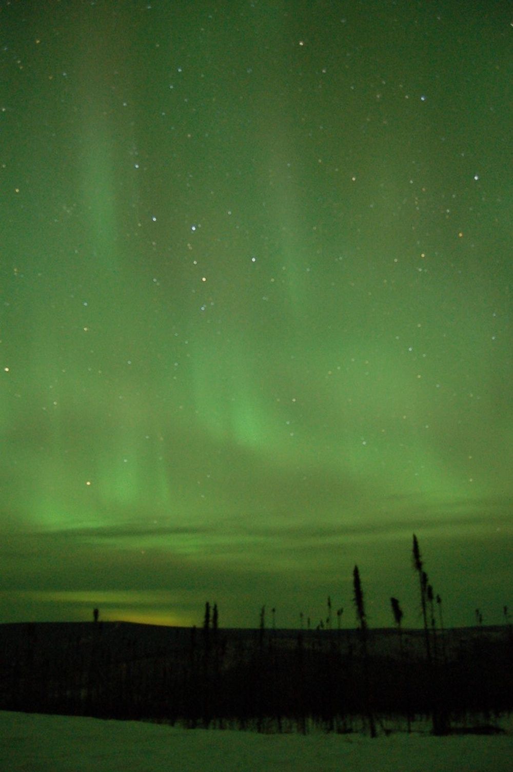 A photograph shows a green-colored sky with dozens of stars above a dark landscape with several tall, skinny trees and snow in the foreground. Some clouds can also be seen along the horizon.