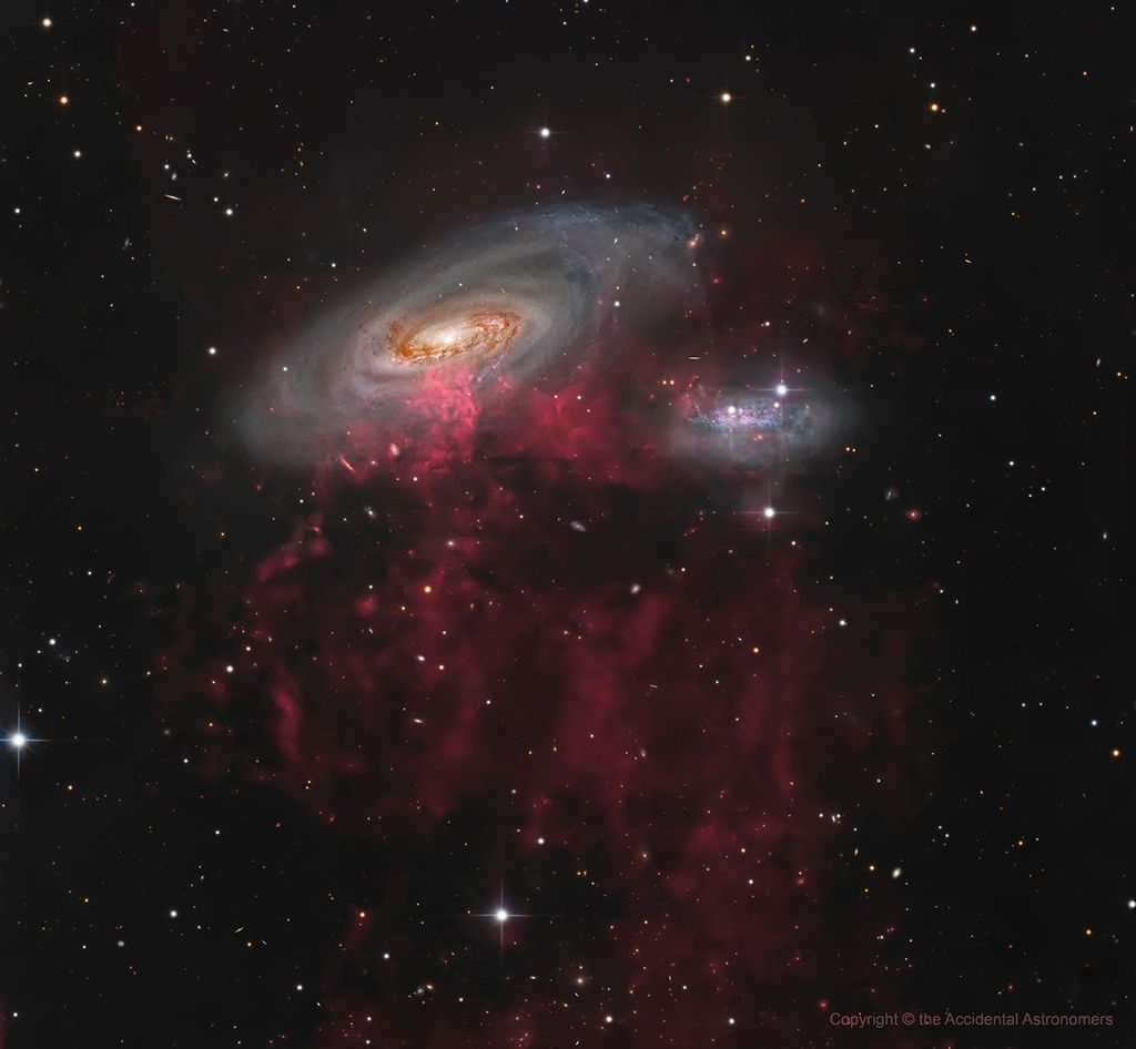 A large spiral galaxy that is being stripped of its gas as it plunges at high speed through hot gas in the Virgo Cluster of galaxies. Chandra’s X-ray data (magenta) pinpoints high-energy point sources—such as X-ray binaries and supernova remnants—and diffuse hot gas nestled within the spiral disk imaged by Hubble (blue, brown and gold). A ground-based optical light image taken from New Mexico by Timothy Martin reveals red filaments of hydrogen gas streaming over 300,000 light-years behind the galaxy as it falls into the Virgo Cluster.