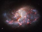 A barred spiral galaxy packed with regions where stars are actively forming. Chandra X-ray data (magenta) highlights stellar nurseries and X-ray binaries scattered along dusty spiral structures brought to life by Hubble optical (white and grey) and Webb infrared (orange and red) observations. Comparing multiwavelength data of barred spirals containing active star formation helps scientists map how local starbursts build up galactic mass over time.