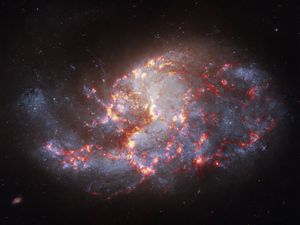A barred spiral galaxy packed with regions where stars are actively forming. Chandra X-ray data (magenta) highlights stellar nurseries and X-ray binaries scattered along dusty spiral structures brought to life by Hubble optical (white and grey) and Webb infrared (orange and red) observations. Comparing multiwavelength data of barred spirals containing active star formation helps scientists map how local starbursts build up galactic mass over time.