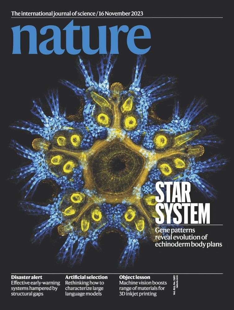 The cover of "Nature" magazine, dated 16 November 2023, features a striking microscopic image of a star-shaped echinoderm larva. The organism is predominantly golden yellow in the center with a star-like body plan and blue, spiky protrusions radiating outwards. The title "STAR SYSTEM" is prominently displayed in white text over the image, with a subtitle "Gene patterns reveal evolution of echinoderm body plans." Below the main image, three smaller article summaries are visible: "Disaster alert," "Artificial selection," and "Object lesson." The "nature" logo is in blue at the top.