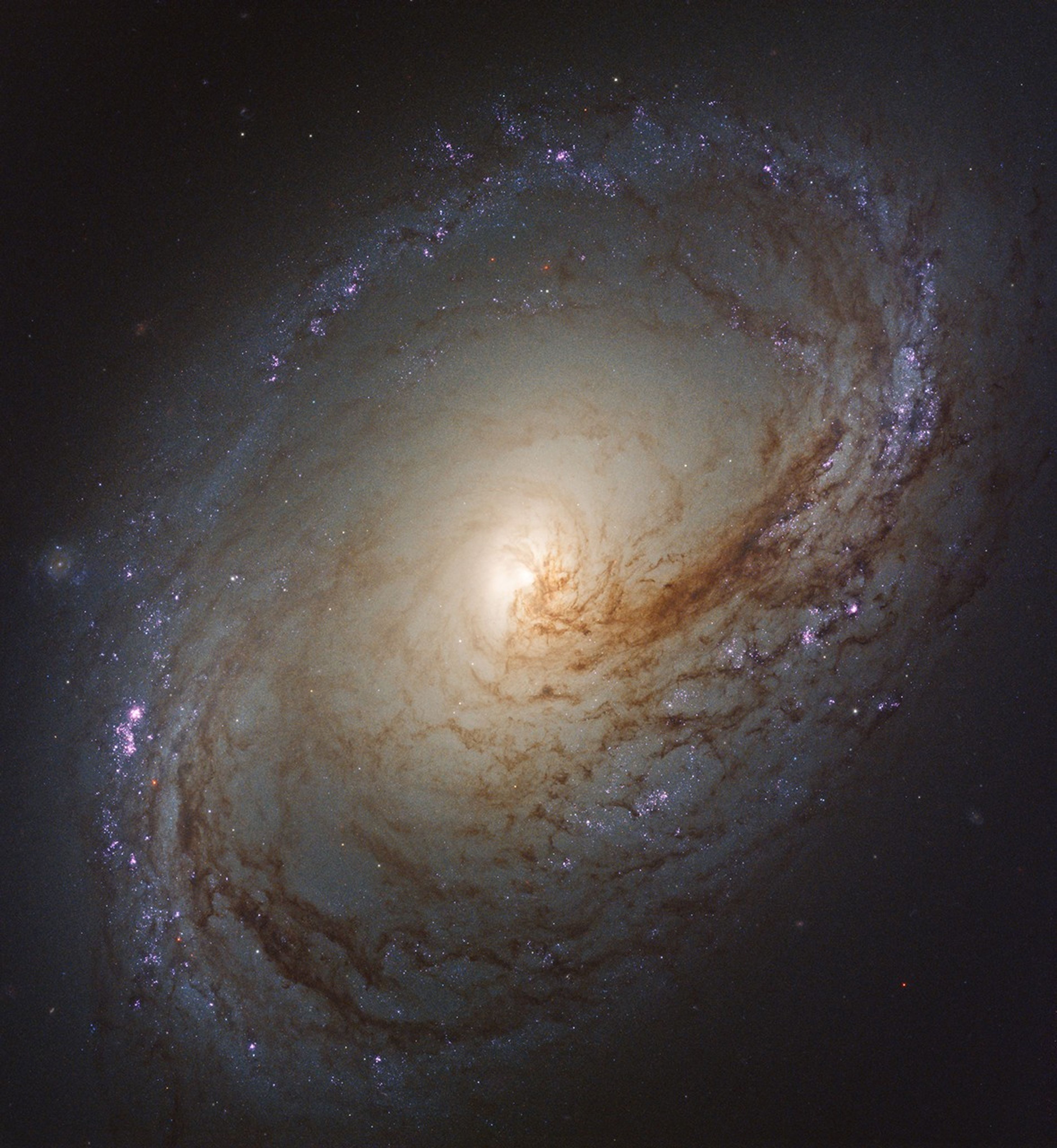 A spiral galaxy, tilted nearly face-on to us, with a slightly unusual shape. Its spiral arms form an oval-shaped ring around the galaxy’s disk, filled with light from stars and pink glowing gas bubbles where new stars are forming. Threads of brown and black dust swirl around the brightly glowing core, blocking some of its light. The dust lanes extend into and follow the spiral arms.