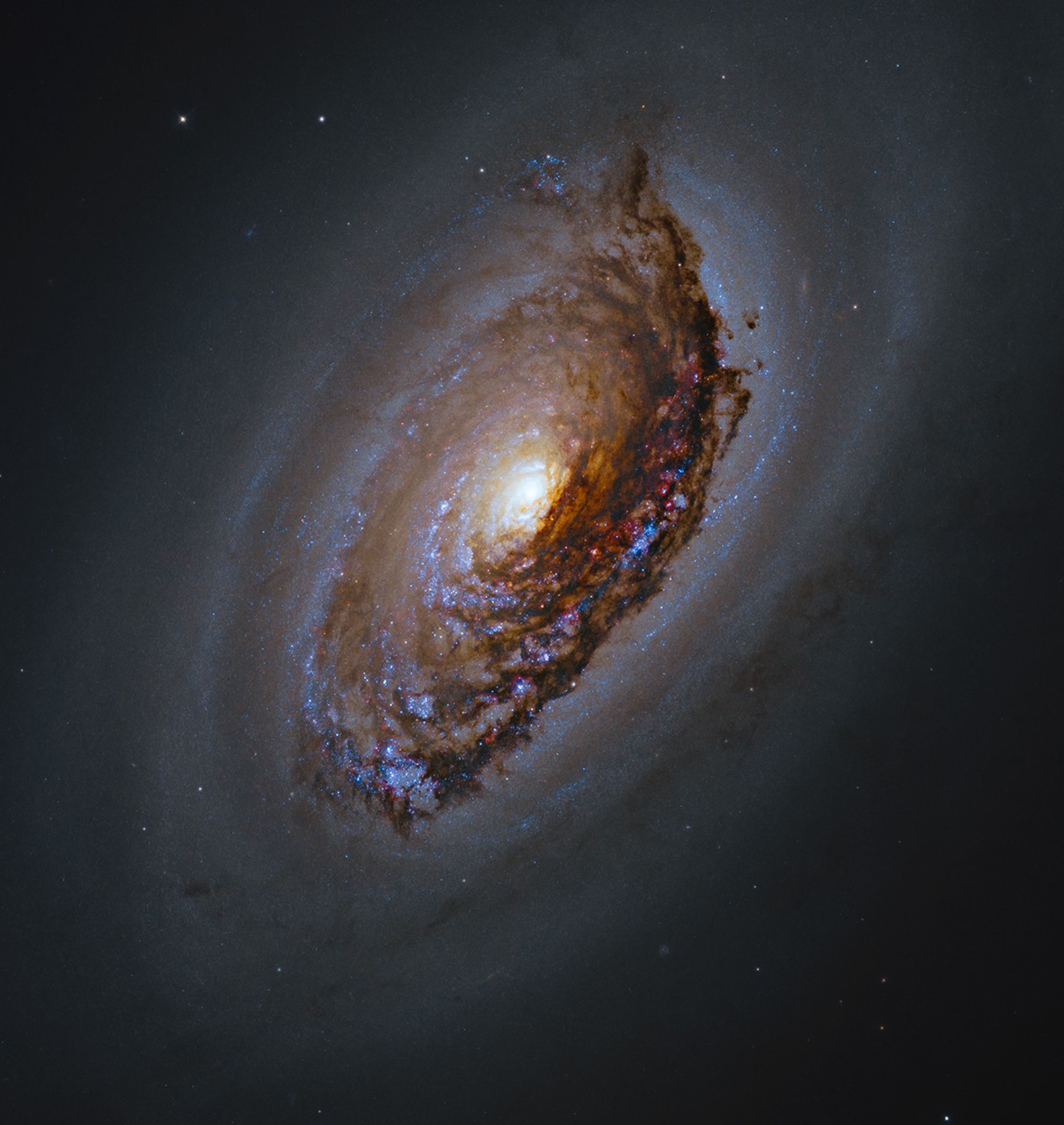 A dusty-dark spiral galaxy  with a bright-white core. Its spiral arms are dotted with bright-blue clusters of stars and reddish clouds.