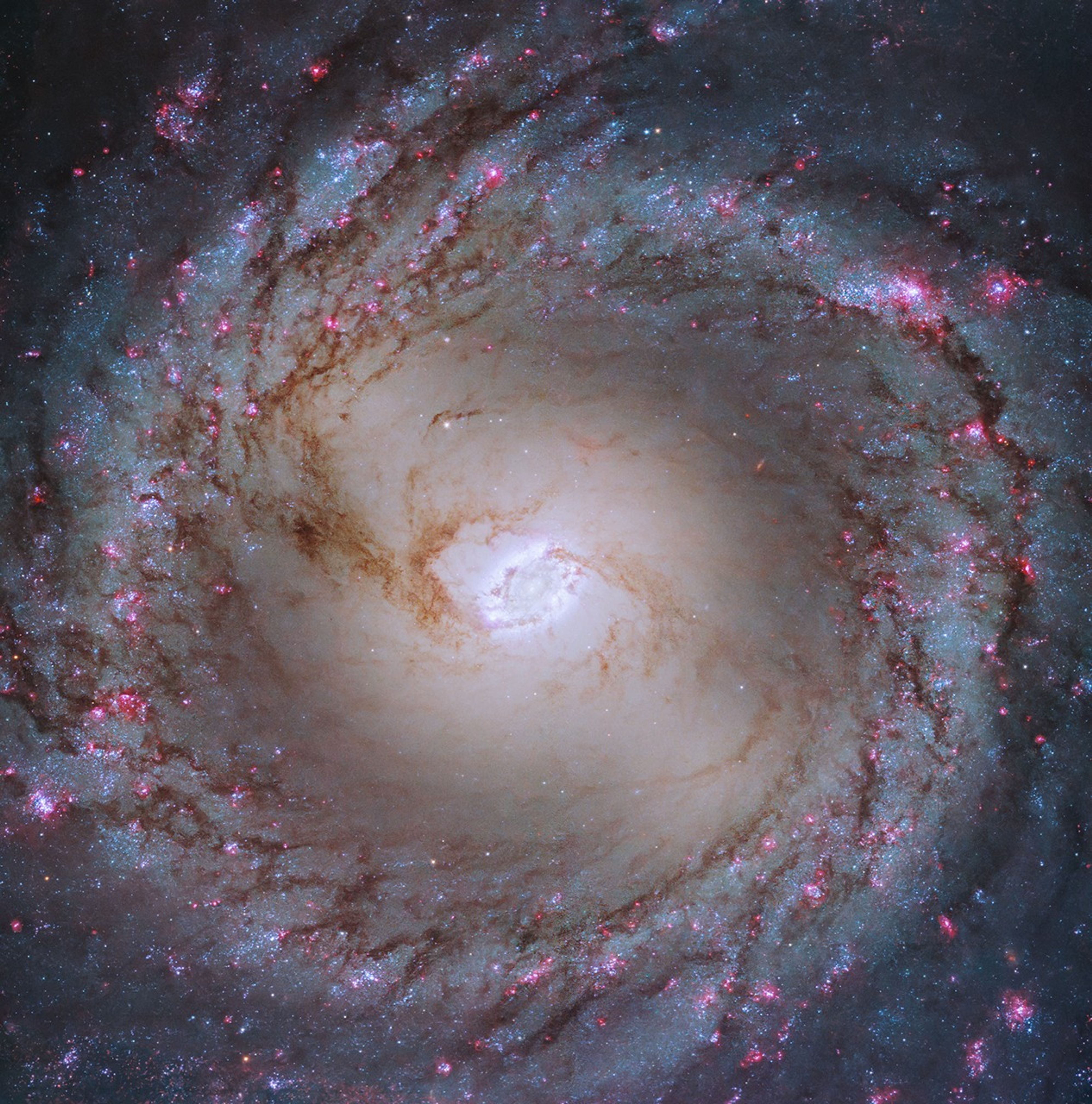 A face on spiral galaxy fills the view. Its bright, barred core is at the center of the image. The galaxy’s core is bisected by reddish-brown dust that extends into its spiral arms. Bright pink-white star forming regions dot the spiral arms.