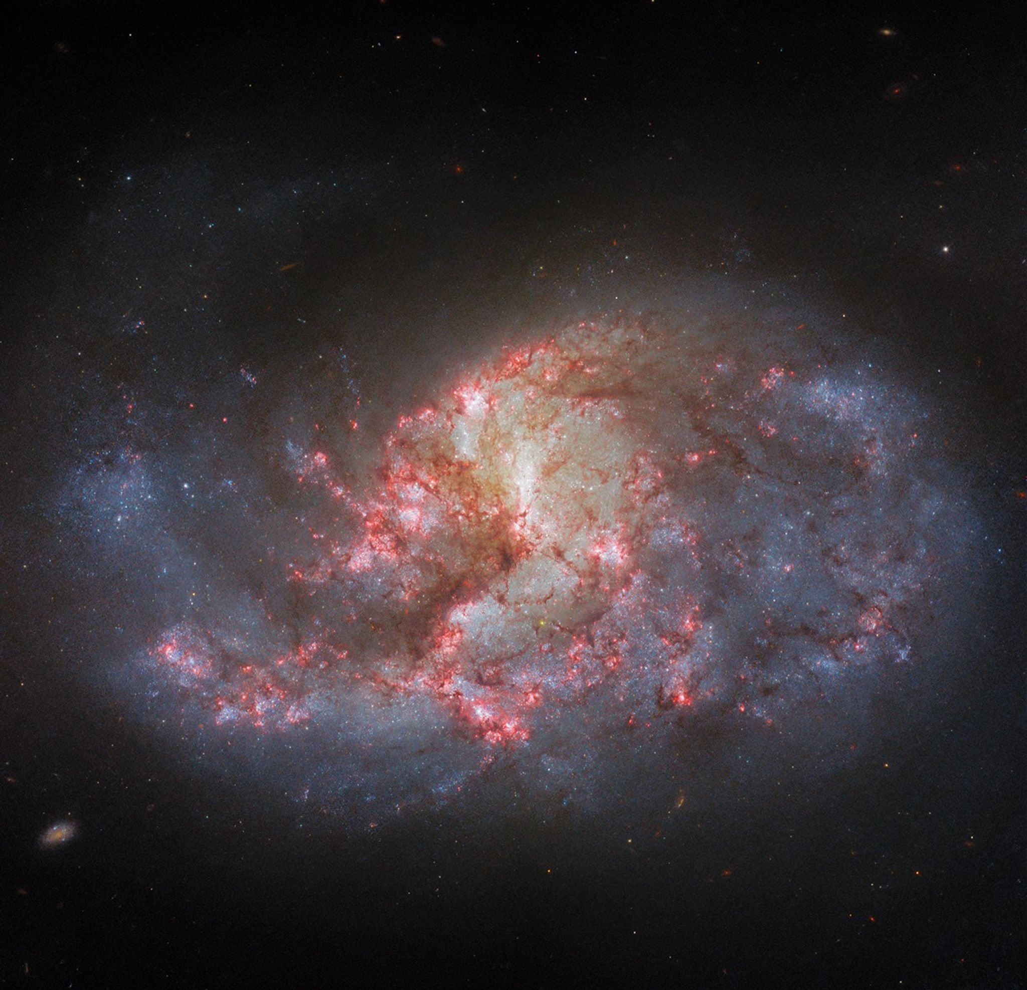 A spiral galaxy. It has several arms that appear mixed together, yet it has an overall oval shape. The center of the galaxy glows brightly. There are bright pink patches and filaments of dark red dust spread across the galaxy’s center.