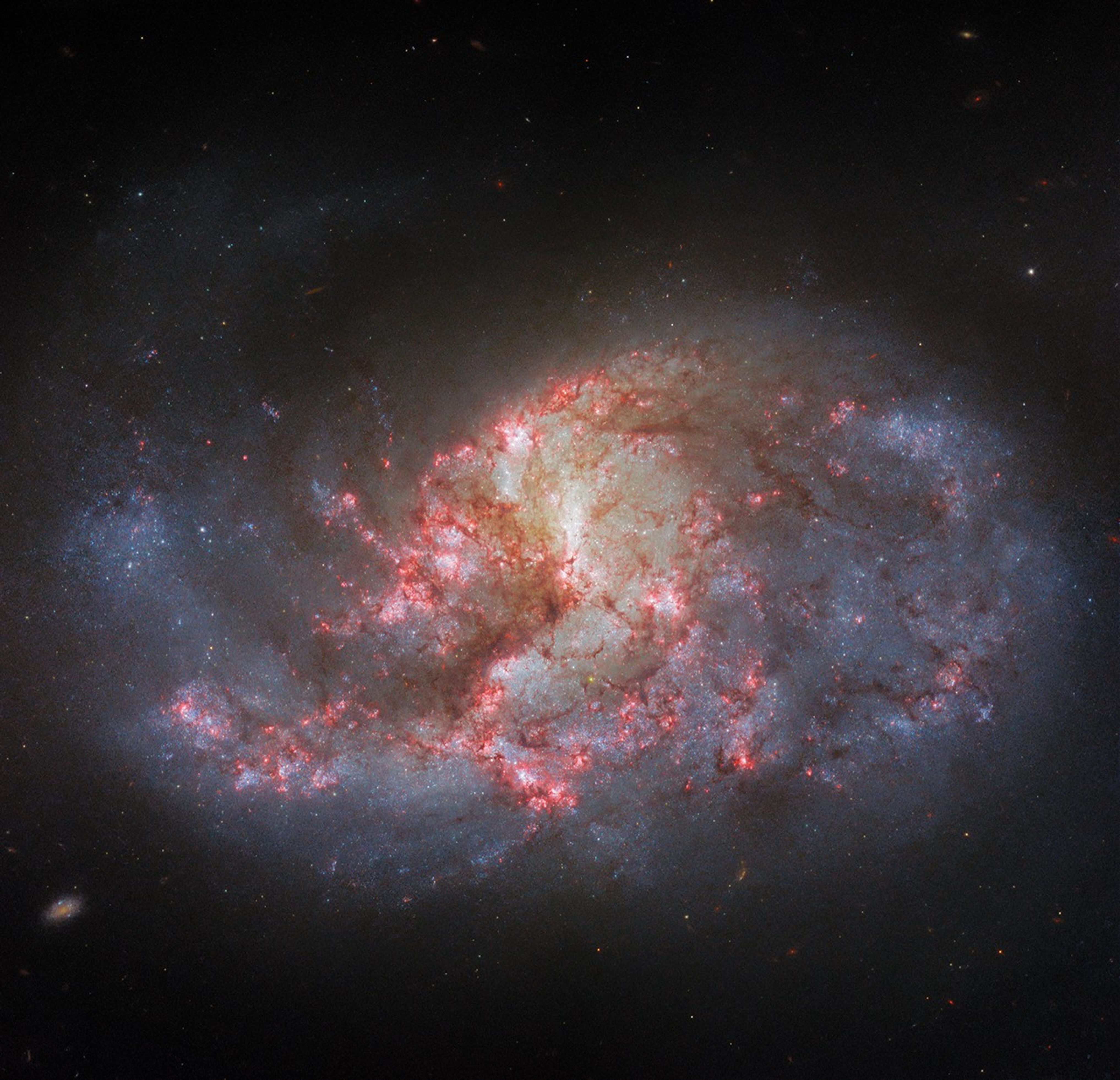 A spiral galaxy. It has several arms that appear mixed together, yet it has an overall oval shape. The center of the galaxy glows brightly. There are bright pink patches and filaments of dark red dust spread across the galaxy’s center.