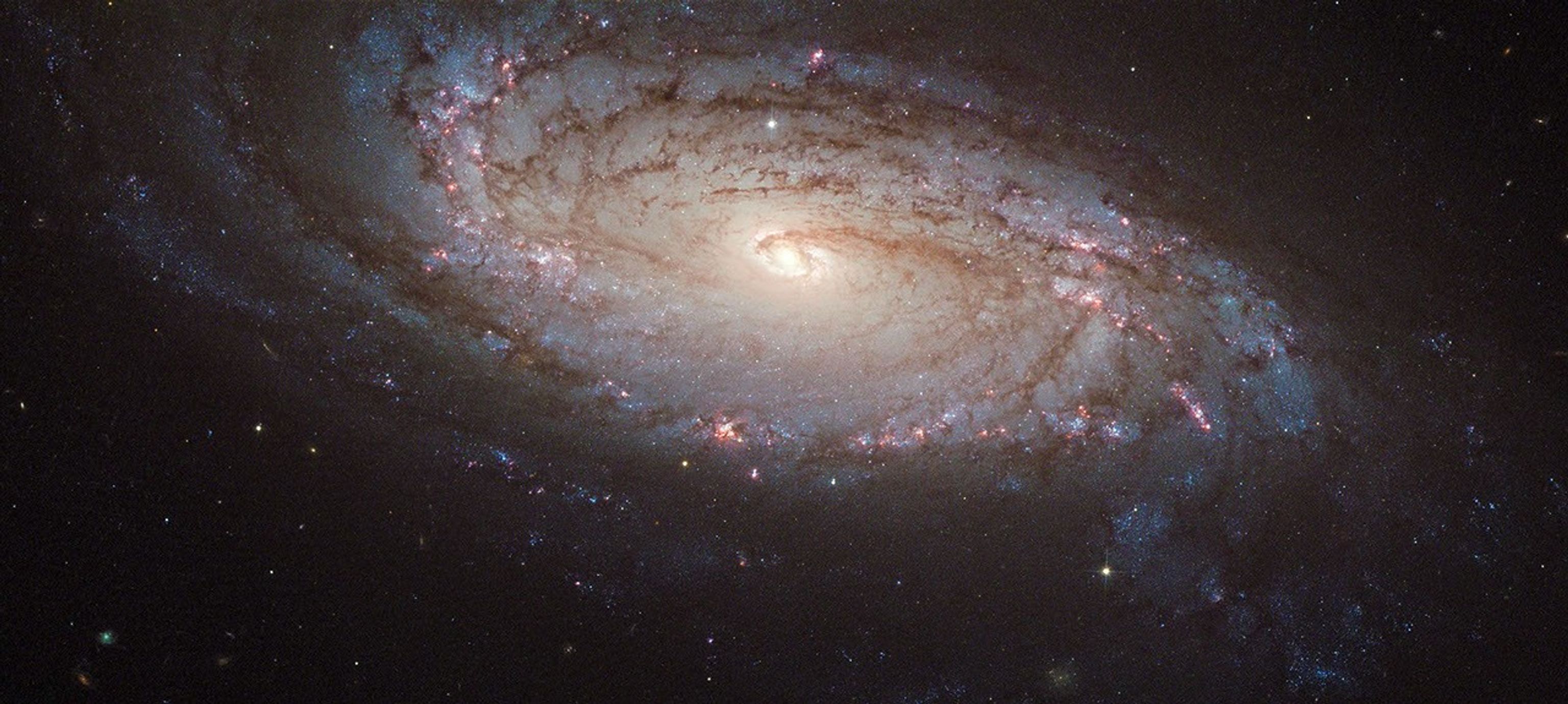 Luminous spiral galaxy with pink star-forming clusters, dark dusty strands and one pale yellow supernova.