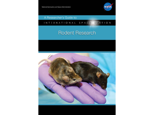 A laboratory mouse in which a gene affecting hair growth has been knocked out (left) is shown next to a normal lab mouse.