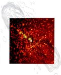 Einstein with Radio contours