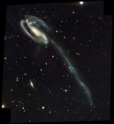 Rich Background of Galaxies Behind the Tadpole Galaxy