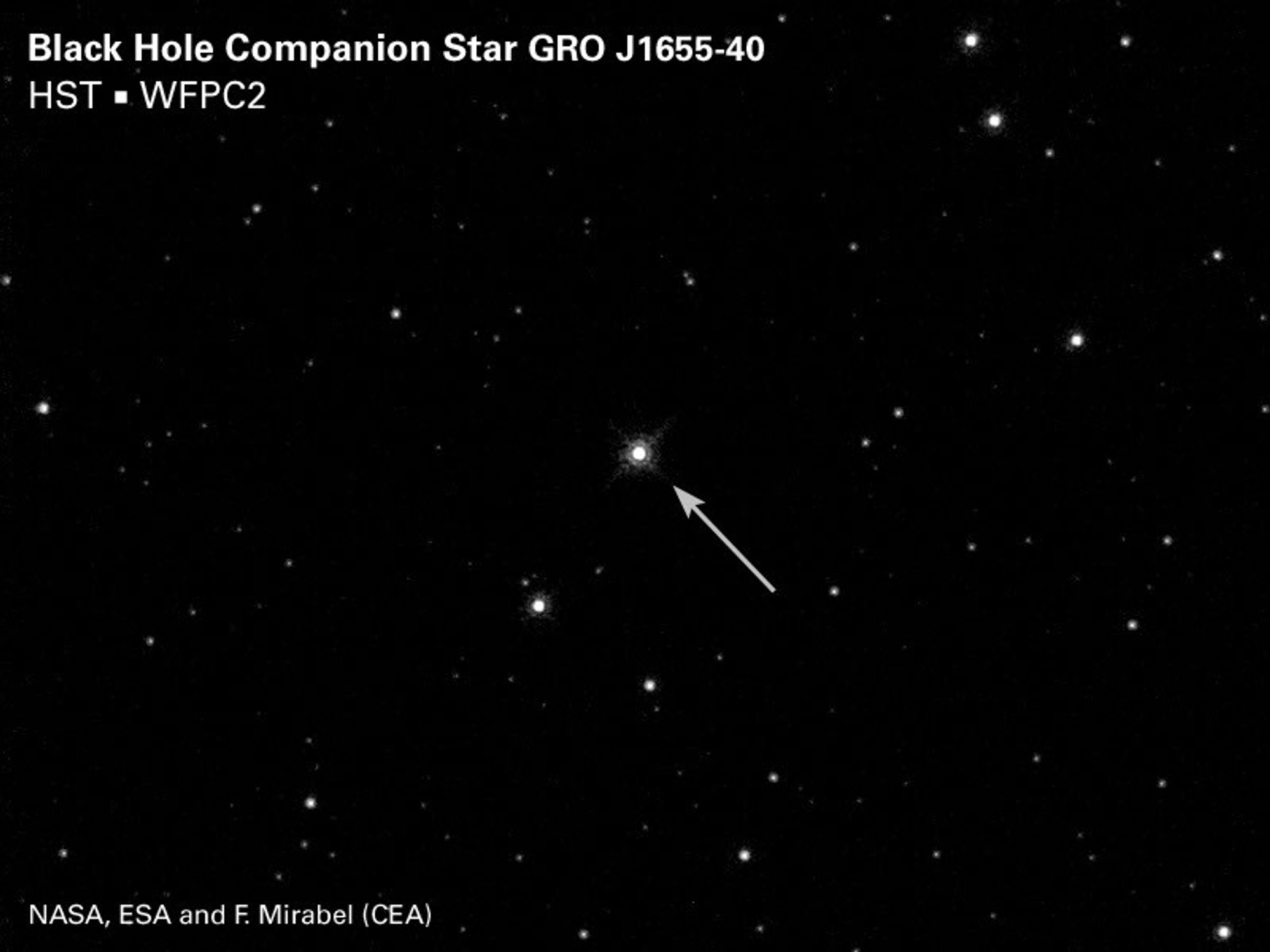 Black Hole Companion Star GRO J1655-40