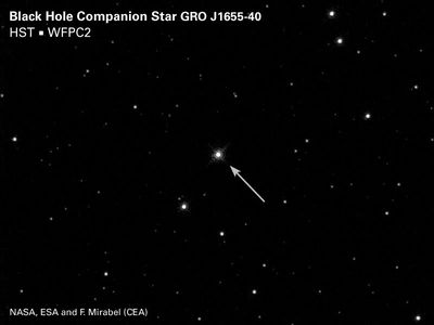 Black Hole Companion Star GRO J1655-40