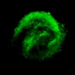 Chandra X-ray Observatory Data of Kepler's Supernova Remnant