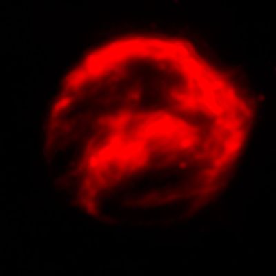 Spitzer Space Telescope Infrared Data of Kepler’s Supernova Remnant