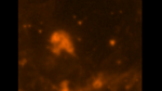 Supernova Remnant Menagerie