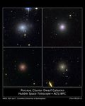 Perseus Cluster Dwarf Galaxies