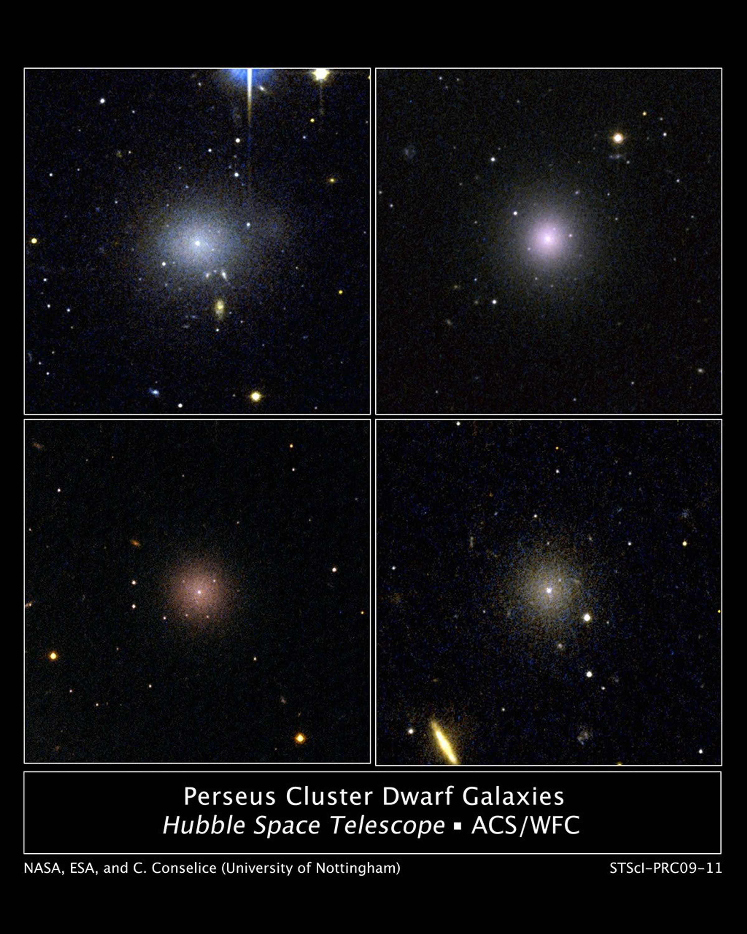 Perseus Cluster Dwarf Galaxies