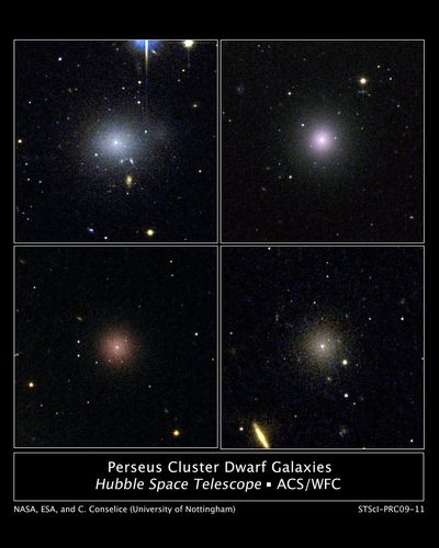 Perseus Cluster Dwarf Galaxies