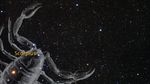Galaxy Triplet Arp 274 Pan and Zoom