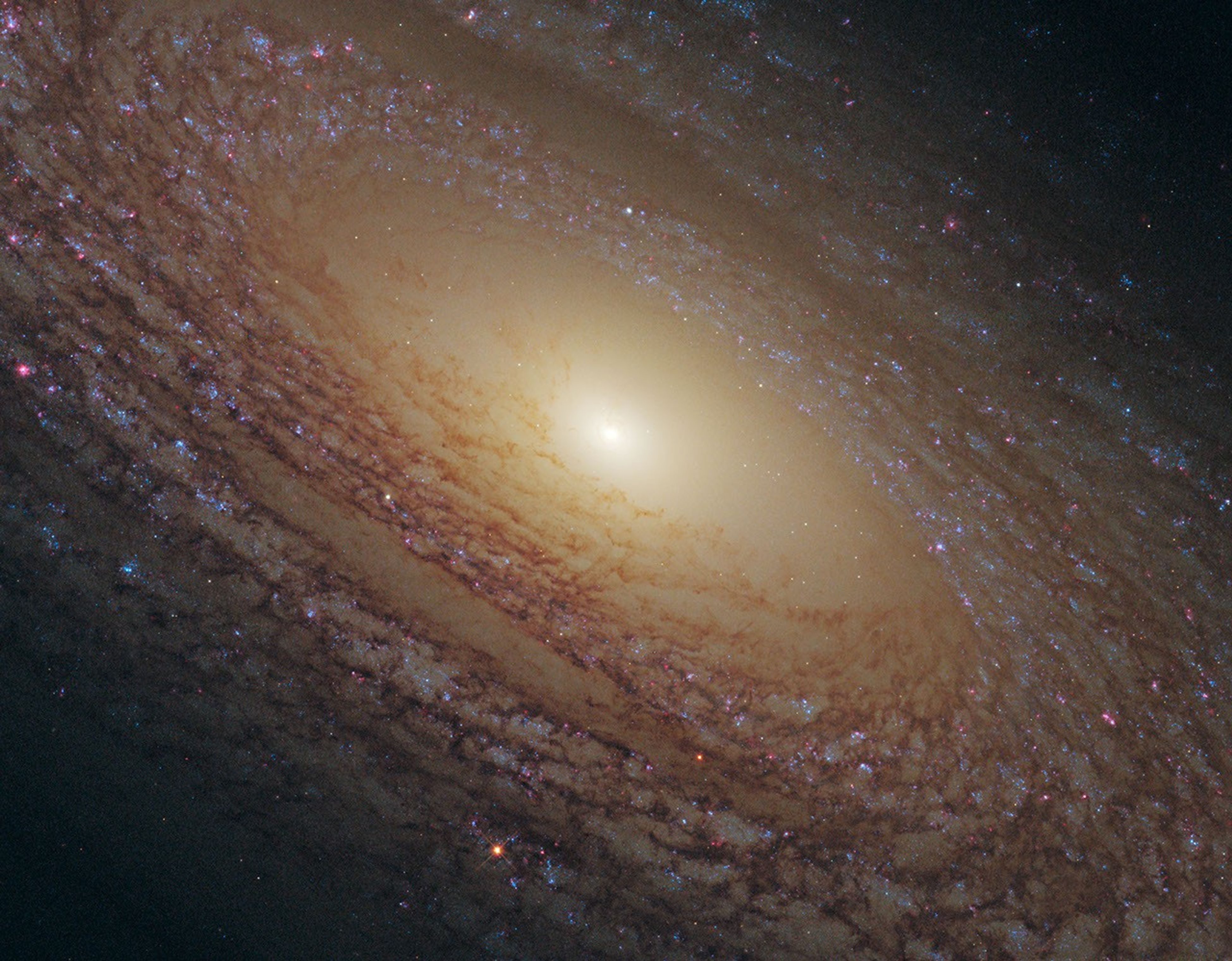A spiral galaxy with a mixture of red and blue stars threaded throughout many lanes of dark brown dust.
