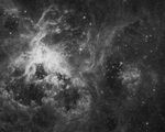 Grayscale Image of the Tarantula Nebula