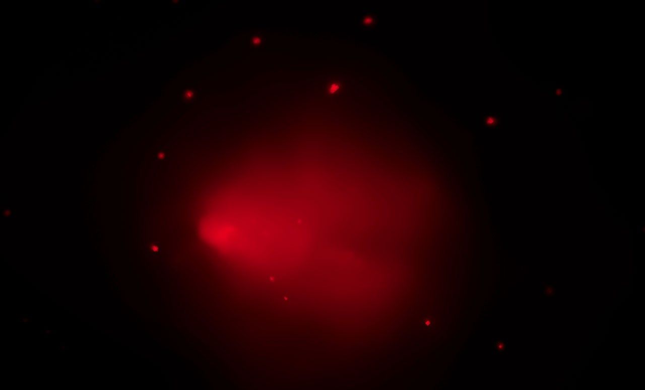 'El Gordo' (Chandra X-ray)