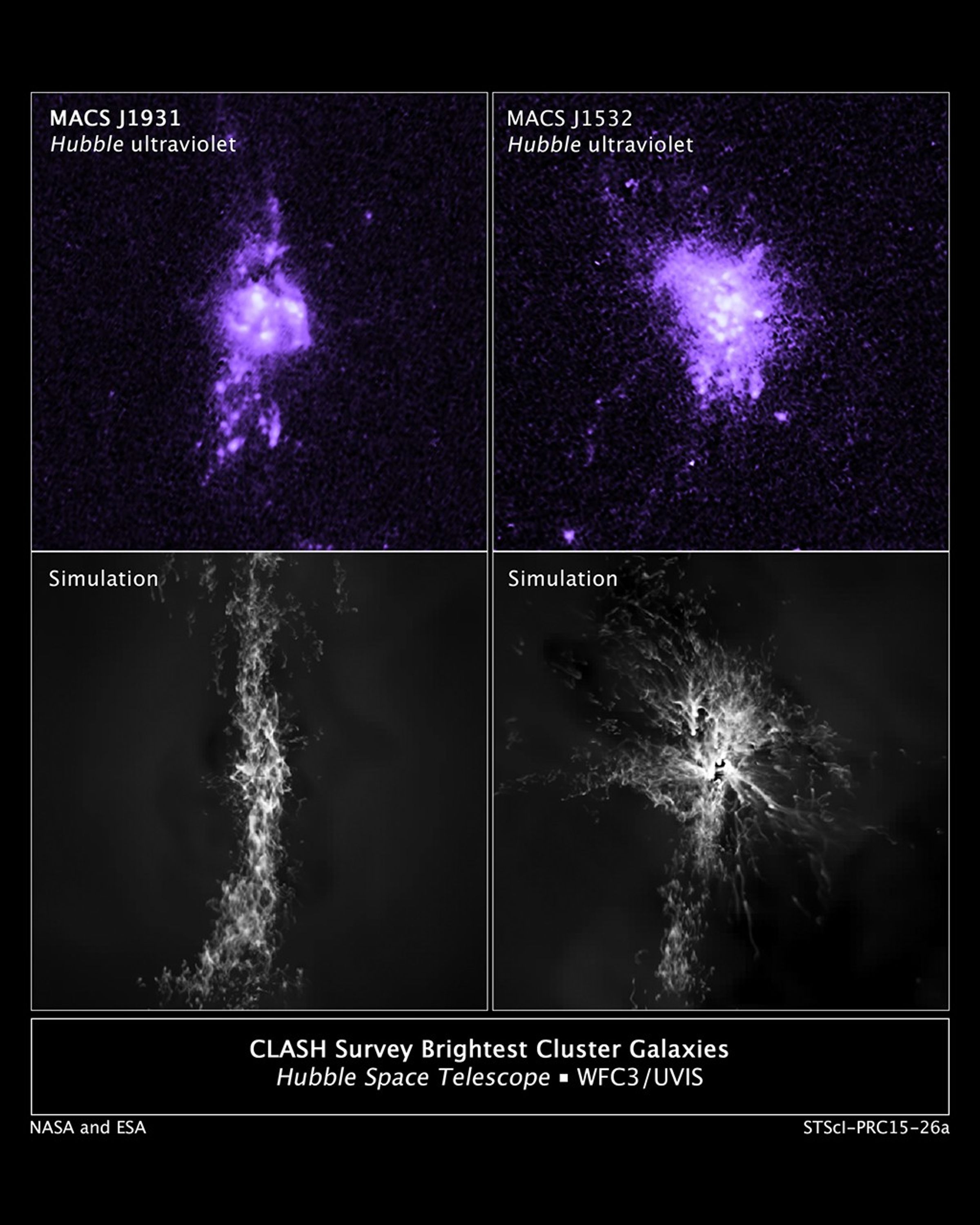 CLASH Survey Brightest Cluster Galaxies and Simulations