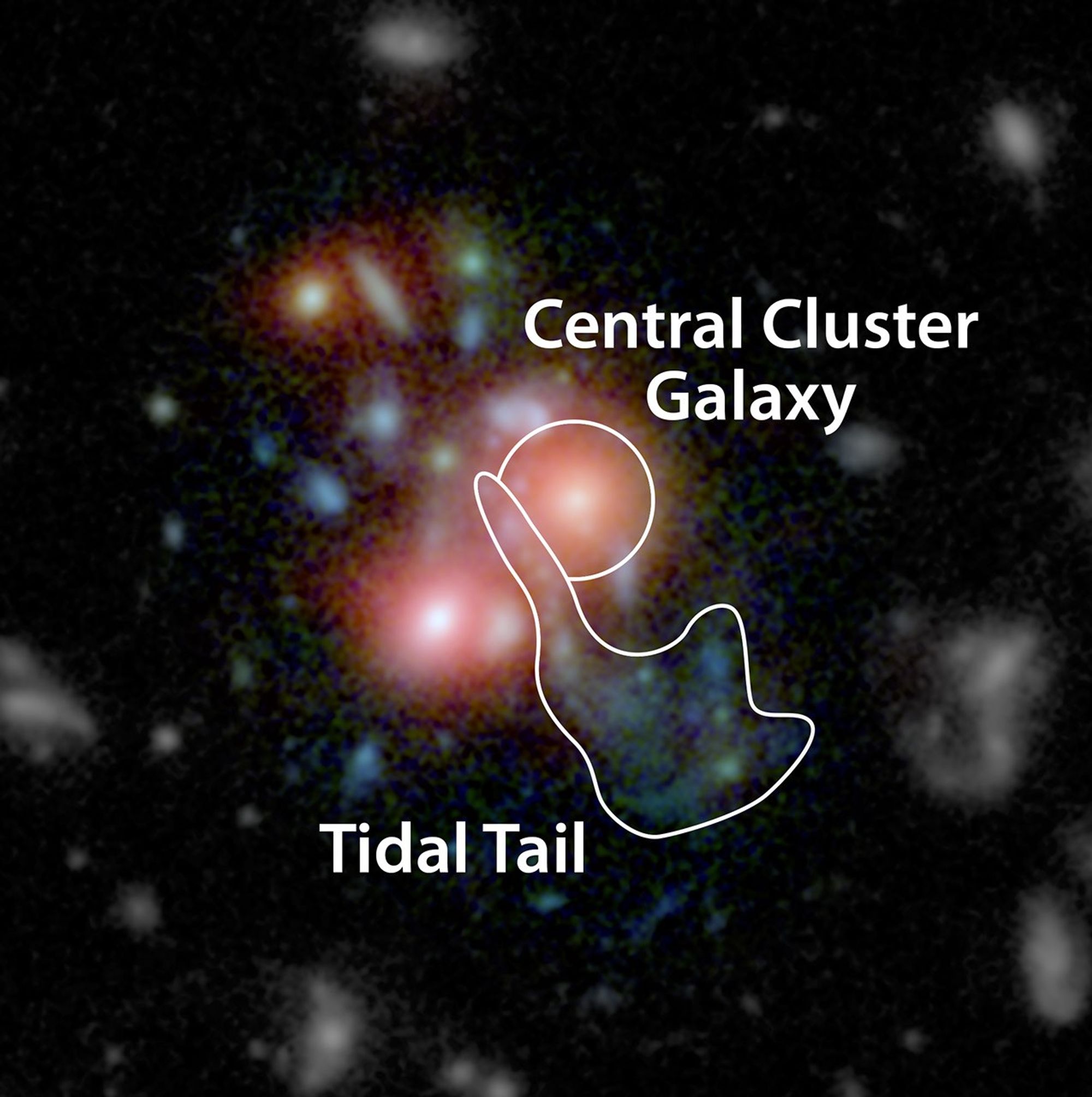 SpARCS1049+56 Central Cluster Galaxy and Tidal Tail