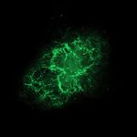 Hubble Space Telescope (visible) Image of the Crab Nebula