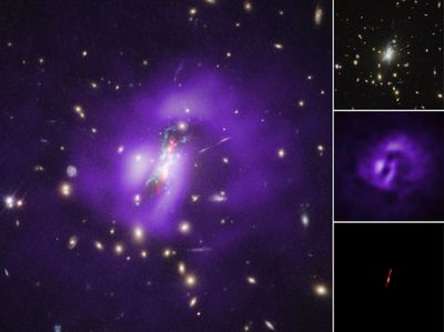 Phoenix Cluster Individual Wavelengths